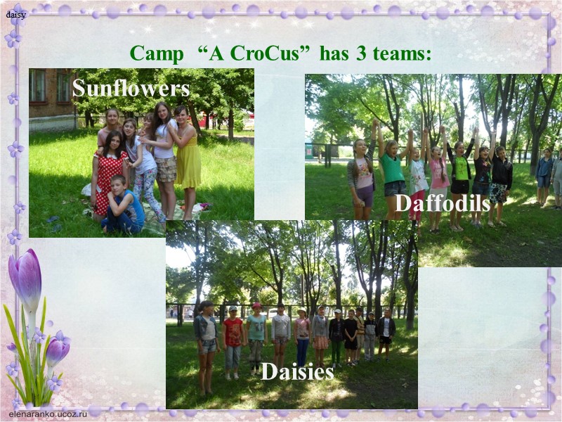 Camp  “A CroCus” has 3 teams:       Sunflowers